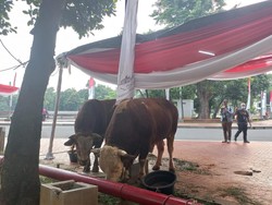 Termasuk Sapi Jokowi, Istiqlal Terima Hewan Kurban 32 Ekor Sapi-16 Kambing