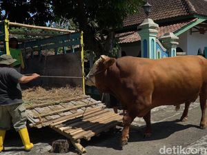 Presiden Jokowi Borong 5 Sapi Limosin dari Boyolali untuk Kurban