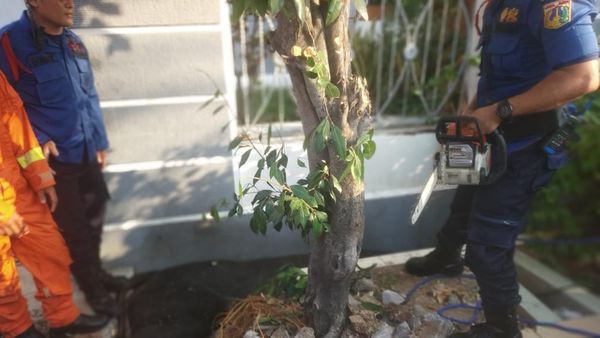 Potret Evakuasi Sapi 1 Ton Terperosok Got di Depan Rumah Wapres