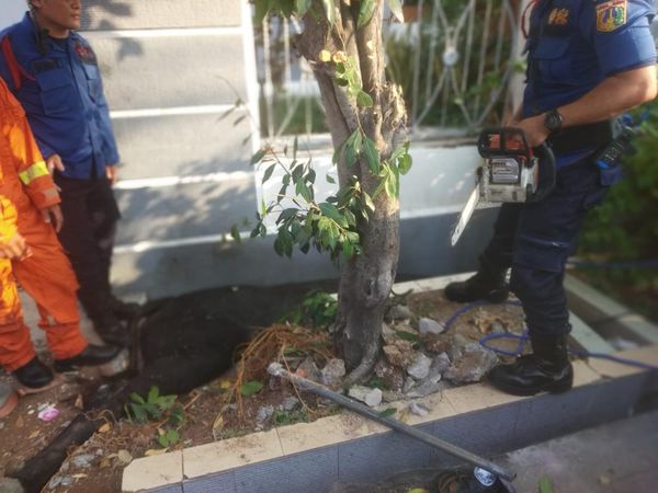 Potret Evakuasi Sapi 1 Ton Terperosok Got di Depan Rumah Wapres