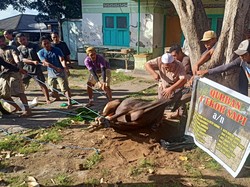 Doa Menyembelih Hewan Kurban Hari Raya Idul Adha 2022