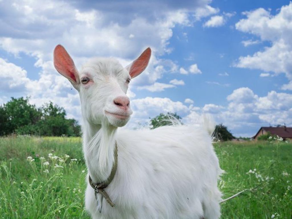 Ternyata Kambing Mudah Belajar dari Manusia, Ini Penyebabnya Ternyata Kambing Mudah Belajar dari Manusia, Ini Penyebabnya