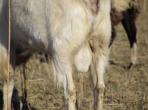 Apakah Muslim Boleh Makan Torpedo Kambing? Ini Penjelasannya Apakah Muslim Boleh Makan Torpedo Kambing? Ini Penjelasannya
