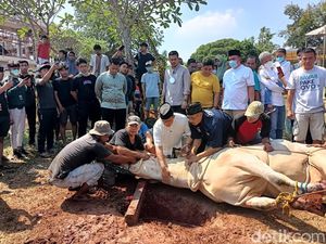 Momen Anies Turun Tangan Langsung Sembelih Sapi Kurban