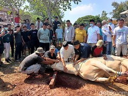 Anies Turun Langsung Sembelih Sapi Kurbannya di Lebak Bulus