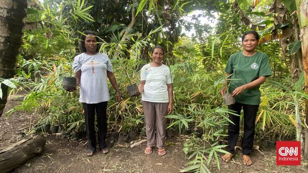 Mama bambu, begitu mereka disebut. Mereka bukan perempuan desa biasa. Mereka memiliki tekad untuk melestarikan pohon bambu Desa Rateoru, Kabupaten Ngada, Nusa Tenggara Timur.