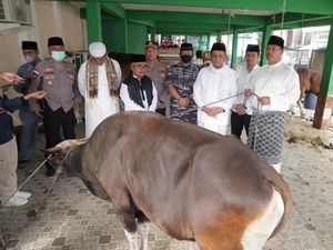2 Sapi Kurban Jokowi Dipotong di Pulau Terdepan Anambas