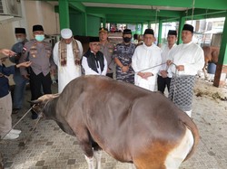 2 Sapi Kurban Jokowi Dipotong di Pulau Terdepan Anambas