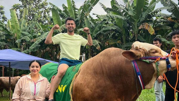 10 Potret Artis Bareng Sapi Limousin untuk Kurban, Raffi Ahmad hingga Fuji