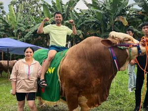 10 Potret Artis Bareng Sapi Limousin untuk Kurban, Raffi Ahmad hingga Fuji 10 Potret Artis Bareng Sapi Limousin untuk Kurban, Raffi Ahmad hingga Fuji