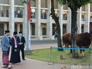 Momen Jokowi Serahkan Sapi Seberat 1,15 Ton Ke Masjid Istiqlal
