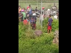Dekati Area Bandara Soetta, Polisi Tembak Mati Kerbau Kurban