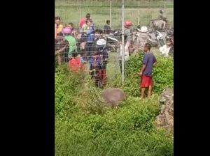 Dekati Area Bandara Soetta, Polisi Tembak Mati Kerbau Kurban Dekati Area Bandara Soetta, Polisi Tembak Mati Kerbau Kurban