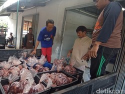 Melihat Aktivitas Pemotongan Hewan Kurban di RPH Denpasar