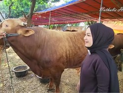 Nathalie Holscher Kurban Perdana, Beli Sapi untuk Anak dan Karyawan