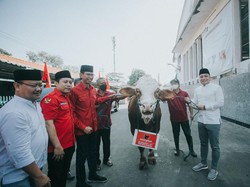 PDIP Surabaya Potong 11 Kurban Sapi: Idul Adha Momen Perkuat Spiritual
