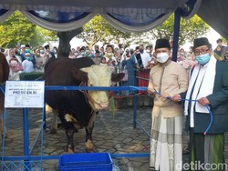 Plt Gubernur Jatim Serahkan Sapi Kurban Presiden-Gubernur Ke Masjid Al Akbar
