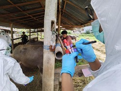 Peternak di Tana Toraja Langgar Lockdown Ternak, PMK Bertambah 51 Kasus