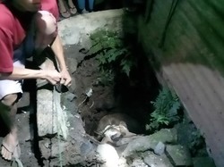 Hewan Kurban Mengamuk hingga Masuk Sumur