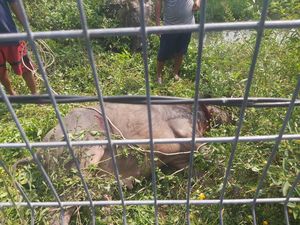 Polisi Tembak Kerbau Kurban Ngamuk Dekati Pagar Bandara Soetta