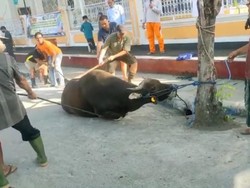 Warga Jembrana Bali Antusias Nonton Penyembelihan Sapi Kurban Jokowi