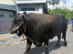 Sapi Kurban Pemberian Jokowi di Yogyakarta Bergejala PMK Ringan