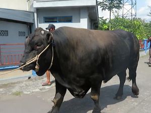 Sapi Kurban Pemberian Jokowi di Yogyakarta Bergejala PMK Ringan Sapi Kurban Pemberian Jokowi di Yogyakarta Bergejala PMK Ringan