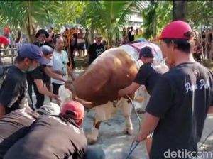 Sapi Kurban Milik Ketua DPRD Jatim Mengamuk Ketika Hendak Disembelih Sapi Kurban Milik Ketua DPRD Jatim Mengamuk Ketika Hendak Disembelih