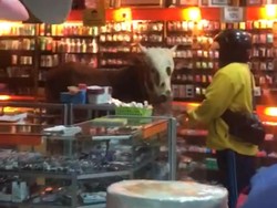 Saat Sapi Kurban di Kediri Lepas Lalu Masuk Toko Buku