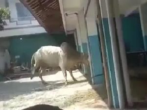 Sapi Kurban yang Keluyuran di Jalan Raya Klaten Akhirnya Berhasil Ditangkap