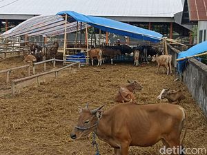 Daftar Harga Sapi Kurban di Makassar 2023