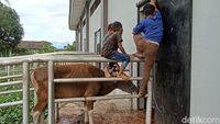 Mengintip Aktivitas Penyembelihan Sapi Kurban di RPH Makassar