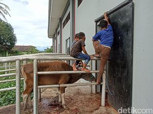 Mengintip Aktivitas Penyembelihan Sapi Kurban di RPH Makassar Mengintip Aktivitas Penyembelihan Sapi Kurban di RPH Makassar