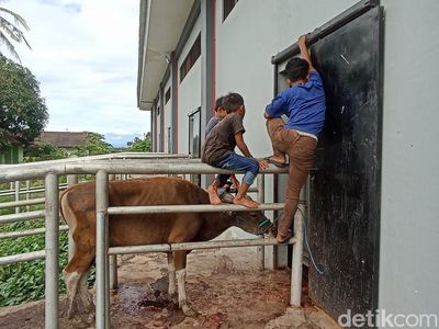 Mengintip Aktivitas Penyembelihan Sapi Kurban di RPH Makassar