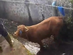 Sapi Ngamuk di Cianjur: Jatuh dan Ceburkan Warga ke Sungai