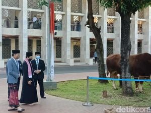 Sapi Kurban Jokowi Disebar ke 34 Provinsi, Ini Infonya