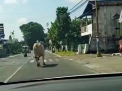 Bikin Panik! Sapi Kurban di Klaten Kabur Keluyuran di Jalan Raya