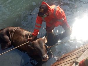 Duh, Sapi Kurban di Tangerang Stres hingga Loncat ke Kali