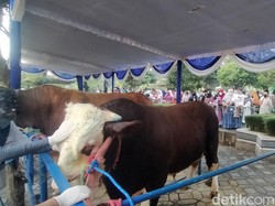 Warga Penasaran Lihat Slamet, Sapi Kurban Presiden Jokowi di MAS Surabaya
