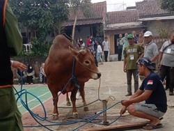 Heboh Sapi Limosin Mengamuk di Bandung