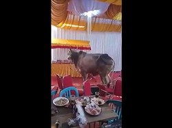 Momen Sapi Kurban Mengamuk di Pesta Hajatan Warga Kalideres