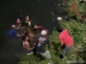 Kaget Suara Odong-odong, Sapi Nyebur ke Sungai di Semarang