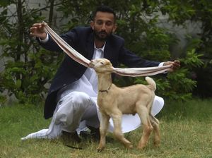 Unik! Simba, Si Anak Kambing dengan Telinga Super Panjang Unik! Simba, Si Anak Kambing dengan Telinga Super Panjang