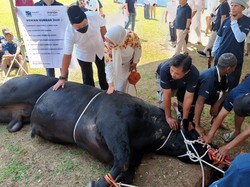 10 Perbedaan Qurban dan Aqiqah yang Wajib Kamu Tahu