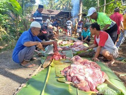 Belum Sempat Disembelih, 1 Sapi Kurban Mati Mendadak di Wonogiri