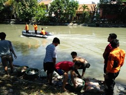 Masih Banyak Ditemukan Warga Surabaya Buang Jeroan Hewan Kurban ke Sungai