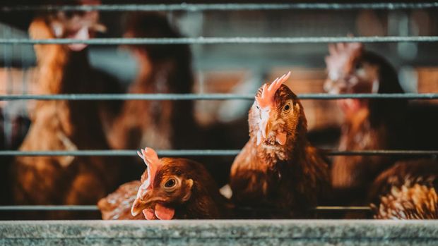 Ilustrasi peternakan ayam.