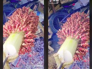 Kreatif! Pria Ini Bakar Ratusan Sate Sekaligus Pakai Gedebog Pisang