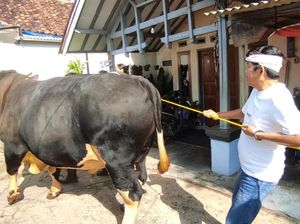 Sapi Raksasa Dedi Mulyadi Ngamuk Robohkan Pagar Warga