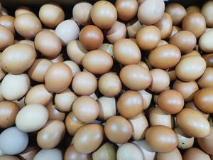 Harga Telur Naik Lagi, Sekarang Rp 30.000/Kg!